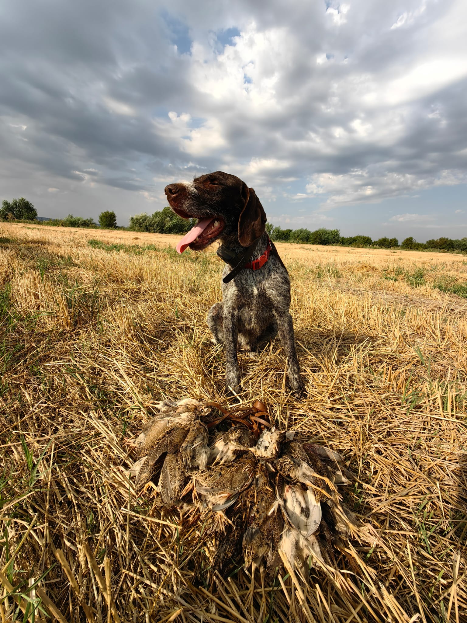 Chien d'arrêt en Roumanie