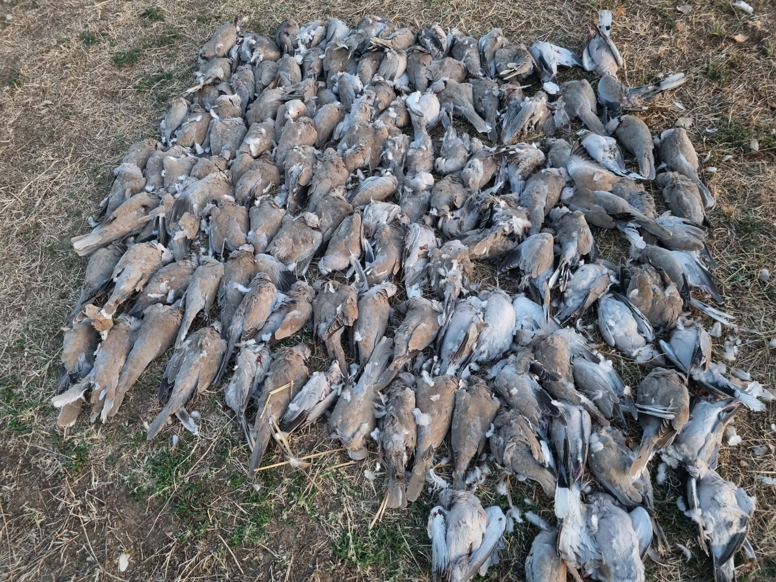 Tourterelles en voyage de chasse en Roumanie